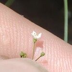 Galium aristatum Flower