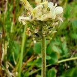 Oxytropis campestris Fleur