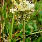 Oxytropis campestris 花