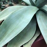 Agave guiengola Hoja