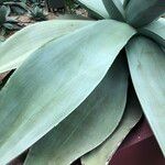 Agave guiengola Blad