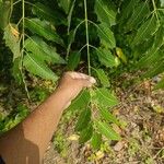 Ailanthus excelsa Blad