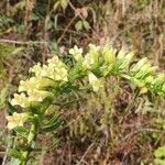 Digitalis lutea 花