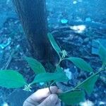 Psychotria hoffmannseggiana Flor