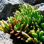 Xenophyllum rigidum Yaprak