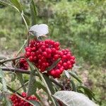 Sambucus racemosa Плод