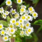 Erigeron strigosus ফুল