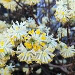 Edgeworthia chrysantha Λουλούδι