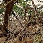 Prosopis juliflora Bark