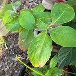 Cornus capitata 叶