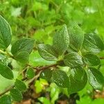 Cotoneaster dielsianus ഇല