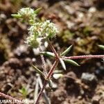 Chaetonychia cymosa Blodyn