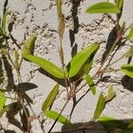 Zornia latifolia Folla