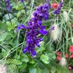 Salvia farinaceaКветка