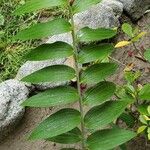 Polygonatum biflorum Leaf