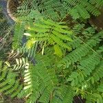 Caesalpinia pulcherrima Leaf