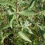 Eupatorium serotinumЛисток