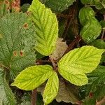 Rubus canescens 葉