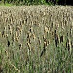 Typha angustifolia 果實