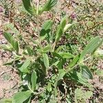 Trichodesma zeylanicum Habit