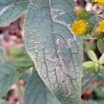 Pentanema squarrosum Leaf