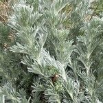 Artemisia frigida 葉