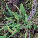 Blechnum spicantLeaf