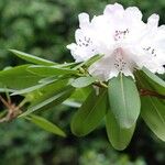 Rhododendron oreodoxa Bloem