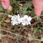 Silene uniflora പുഷ്പം