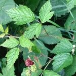 Rubus caesius Levél