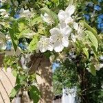 Malus spectabilis Квітка