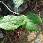 Aglaonema modestum 葉