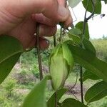 Passiflora laurifolia Folio