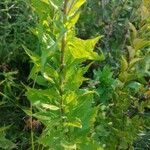 Spiraea tomentosa Feuille