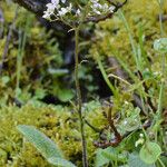 Micranthes californica Hábito