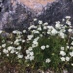 Orlaya grandiflora പുഷ്പം