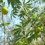 Cascabela thevetia Fruit