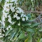 Echium decaisnei Flors