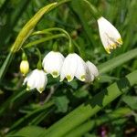 Leucojum aestivumFlower