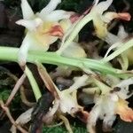 Xylobium variegatum फूल