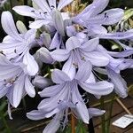 Agapanthus africanus Λουλούδι