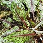 Rumex sanguineus Levél