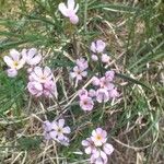 Androsace laggeri Flower