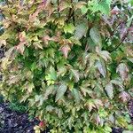 Viburnum sargentii Habit