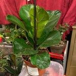 Ficus lyrataLeaf