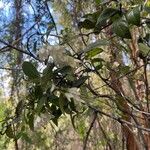 Crinodendron patagua Blomma