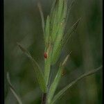 Castilleja minor Blomst