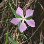 Catharanthus lanceus Flower