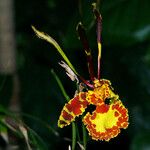 Psychopsis krameriana Flower