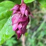Leycesteria formosa Fula